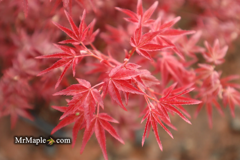 Acer palmatum 'Beni maiko' Japanese Maple