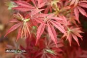 - Acer palmatum 'Orion' Dwarf Red Japanese Maple - Mr Maple │ Buy Japanese Maple Trees
