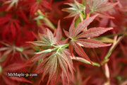 - Acer palmatum 'Orion' Dwarf Red Japanese Maple - Mr Maple │ Buy Japanese Maple Trees