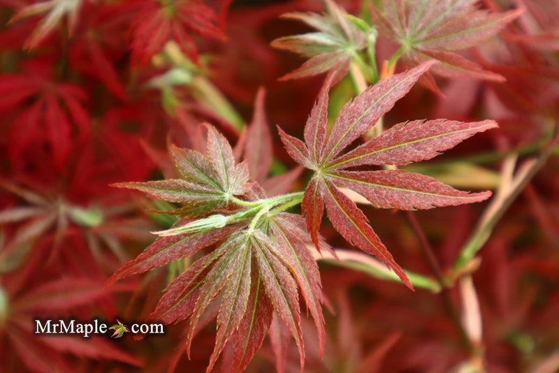 - Acer palmatum 'Orion' Dwarf Red Japanese Maple - Mr Maple │ Buy Japanese Maple Trees