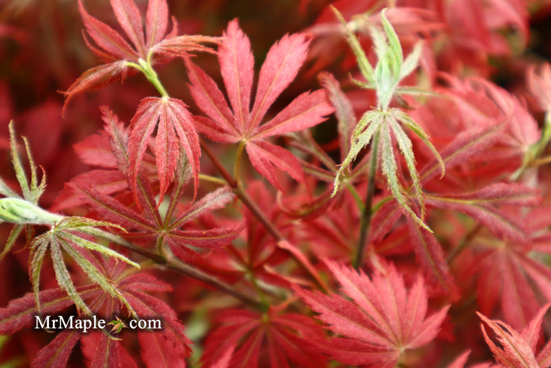 - Acer palmatum 'Orion' Dwarf Red Japanese Maple - Mr Maple │ Buy Japanese Maple Trees