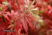 - Acer palmatum 'Orion' Dwarf Red Japanese Maple - Mr Maple │ Buy Japanese Maple Trees