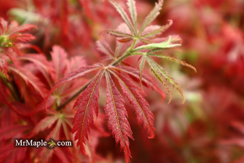- Acer palmatum 'Orion' Dwarf Red Japanese Maple - Mr Maple │ Buy Japanese Maple Trees