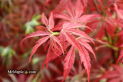 - Acer palmatum 'Orion' Dwarf Red Japanese Maple - Mr Maple │ Buy Japanese Maple Trees