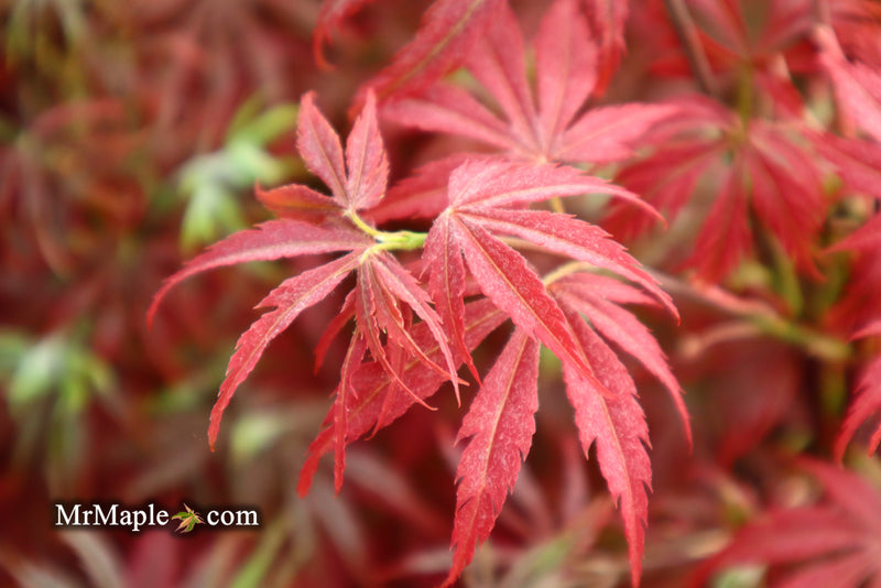 - Acer palmatum 'Orion' Dwarf Red Japanese Maple - Mr Maple │ Buy Japanese Maple Trees