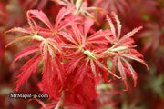 - Acer palmatum 'Orion' Dwarf Red Japanese Maple - Mr Maple │ Buy Japanese Maple Trees