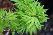 - Acer palmatum Kryptonite™ Japanese Maple - Mr Maple │ Buy Japanese Maple Trees
