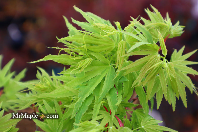 - Acer palmatum Kryptonite™ Japanese Maple - Mr Maple │ Buy Japanese Maple Trees
