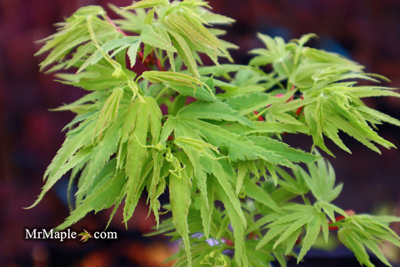 - Acer palmatum Kryptonite™ Japanese Maple - Mr Maple │ Buy Japanese Maple Trees