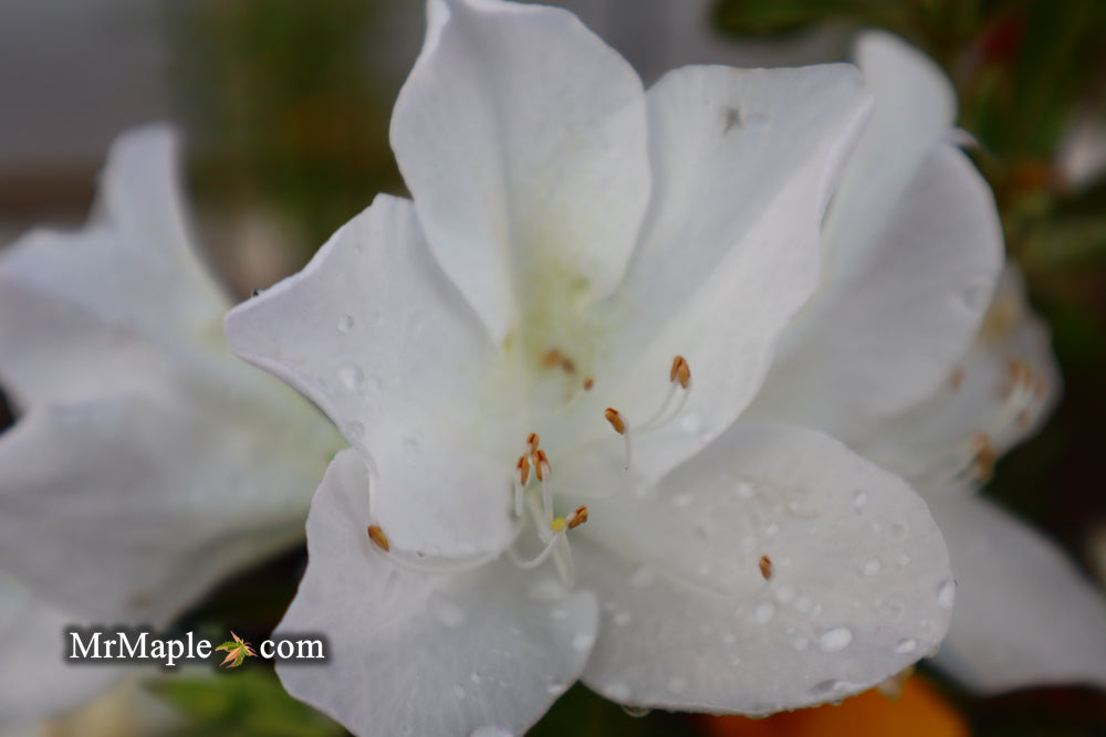 Azalea 'G..G. Gerbing’ Southern Indica White Azalea