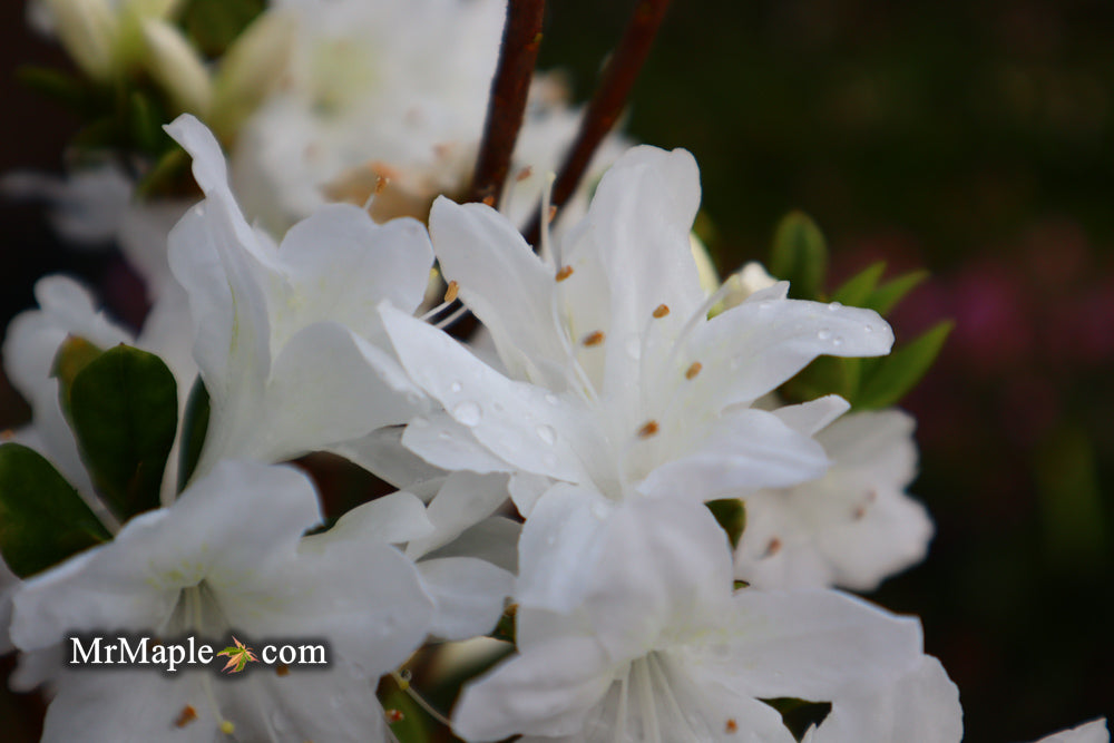Azalea 'Snow’ White Flowering Kurume Azalea