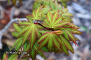 - Acer palmatum 'Koi' Dwarf Japanese Maple - Mr Maple │ Buy Japanese Maple Trees