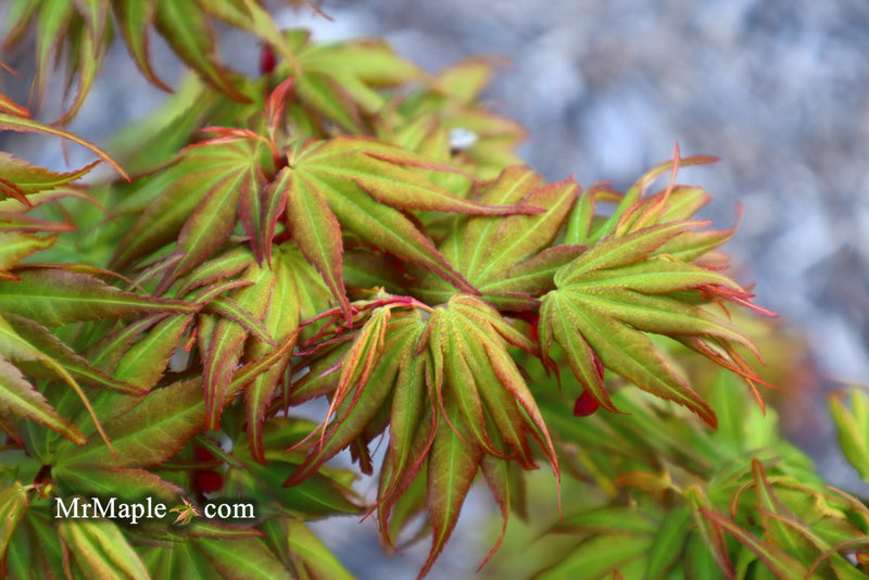 - Acer palmatum 'Koi' Dwarf Japanese Maple - Mr Maple │ Buy Japanese Maple Trees