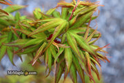 - Acer palmatum 'Koi' Dwarf Japanese Maple - Mr Maple │ Buy Japanese Maple Trees