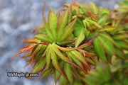 - Acer palmatum 'Koi' Dwarf Japanese Maple - Mr Maple │ Buy Japanese Maple Trees