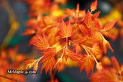 - Acer palmatum 'Kristin's Star' Japanese Maple - Mr Maple │ Buy Japanese Maple Trees
