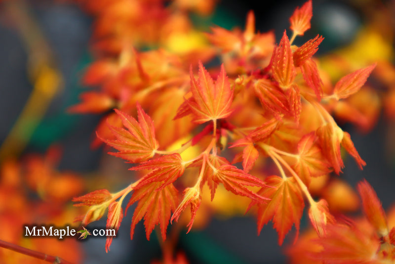 - Acer palmatum 'Kristin's Star' Japanese Maple - Mr Maple │ Buy Japanese Maple Trees