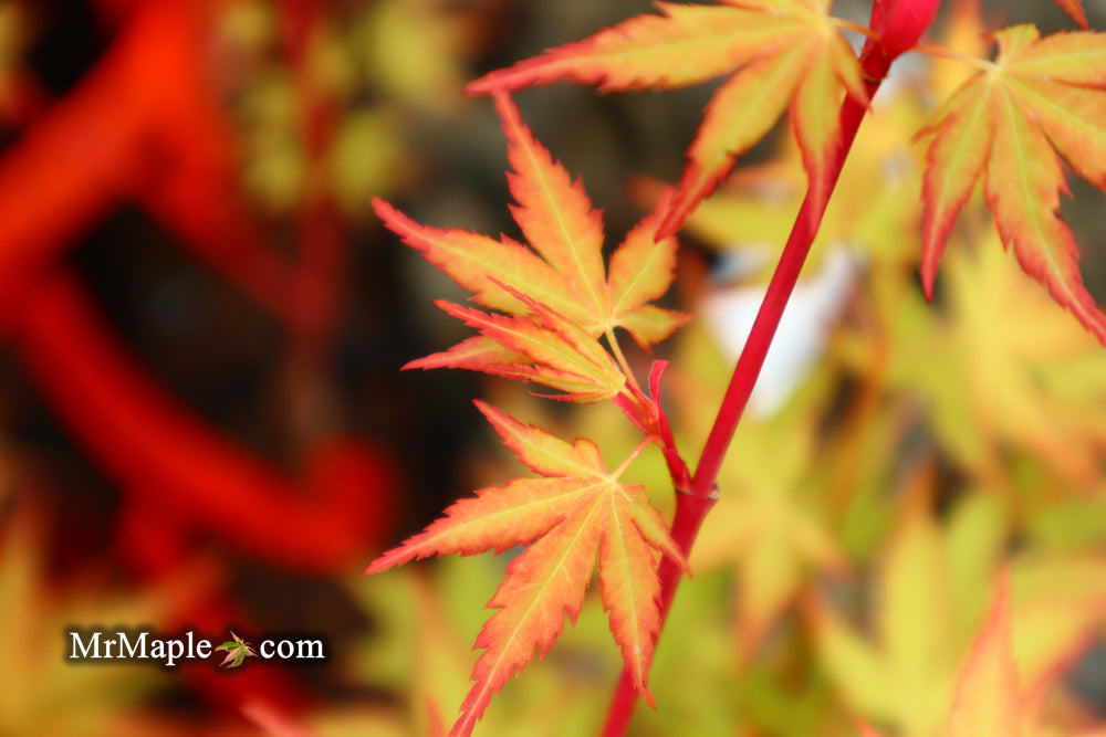 Acer palmatum 'Baton Rouge' Coral Bark Japanese Maple