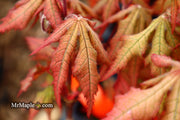 - Acer palmatum 'Ruby de Sofia’ Japanese Maple - Mr Maple │ Buy Japanese Maple Trees