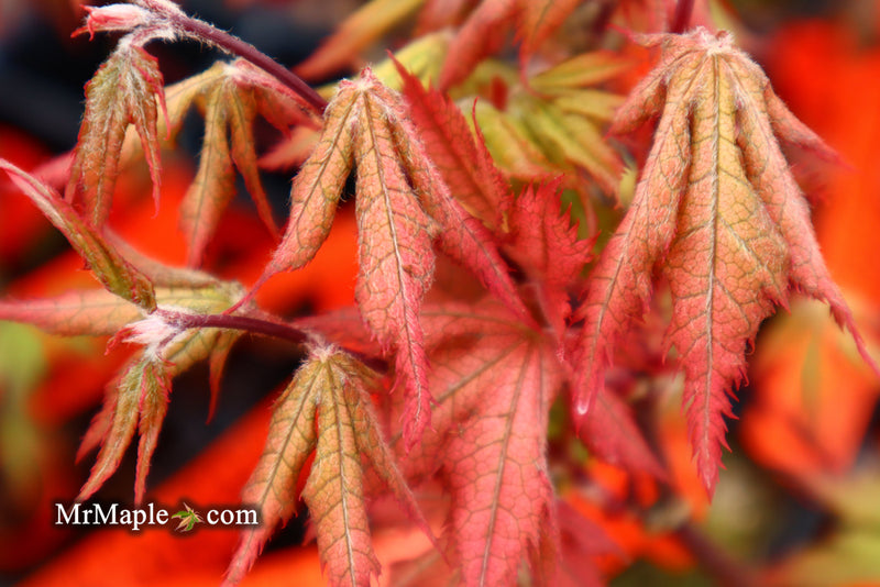 - Acer palmatum 'Ruby de Sofia’ Japanese Maple - Mr Maple │ Buy Japanese Maple Trees