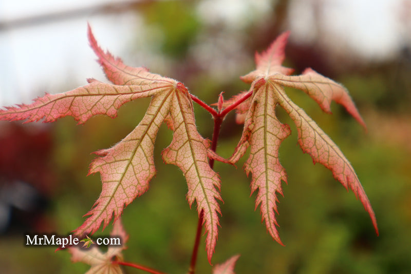 - Acer palmatum 'Ruby de Sofia’ Japanese Maple - Mr Maple │ Buy Japanese Maple Trees