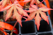- Acer palmatum 'Ruby de Sofia’ Japanese Maple - Mr Maple │ Buy Japanese Maple Trees
