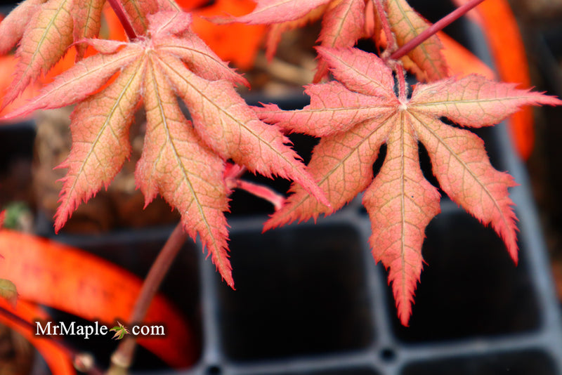 - Acer palmatum 'Ruby de Sofia’ Japanese Maple - Mr Maple │ Buy Japanese Maple Trees