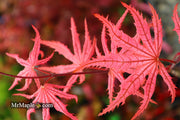 - Acer palmatum 'Celebration' Japanese Maple - Mr Maple │ Buy Japanese Maple Trees