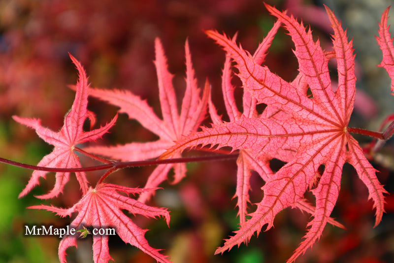 - Acer palmatum 'Celebration' Japanese Maple - Mr Maple │ Buy Japanese Maple Trees
