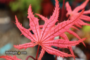 - Acer palmatum 'Celebration' Japanese Maple - Mr Maple │ Buy Japanese Maple Trees