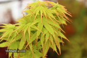 - Acer palmatum 'Tattoo' Dwarf Japanese Maple - Mr Maple │ Buy Japanese Maple Trees