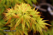 - Acer palmatum 'Tattoo' Dwarf Japanese Maple - Mr Maple │ Buy Japanese Maple Trees