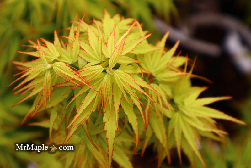 - Acer palmatum 'Tattoo' Dwarf Japanese Maple - Mr Maple │ Buy Japanese Maple Trees