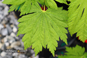 - FOR PICKUP ONLY | Acer japonicum 'Yama kage' Mountain Shadows Full Moon Japanese Maple | DOES NOT SHIP - Mr Maple │ Buy Japanese Maple Trees
