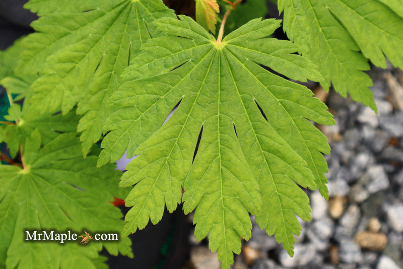 - FOR PICKUP ONLY | Acer japonicum 'Yama kage' Mountain Shadows Full Moon Japanese Maple | DOES NOT SHIP - Mr Maple │ Buy Japanese Maple Trees