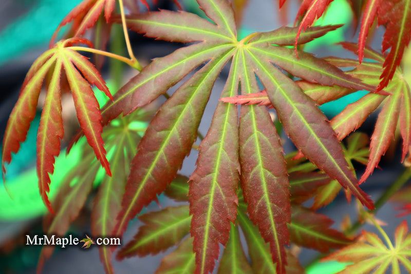 - Acer shirasawanum 'Bronze Age' Bronze Full Moon Japanese Maple - Mr Maple │ Buy Japanese Maple Trees