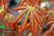 - Acer shirasawanum 'Bronze Age' Bronze Full Moon Japanese Maple - Mr Maple │ Buy Japanese Maple Trees