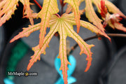- Acer palmatum 'Strawberry Spring' Reticulated Japanese Maple - Mr Maple │ Buy Japanese Maple Trees