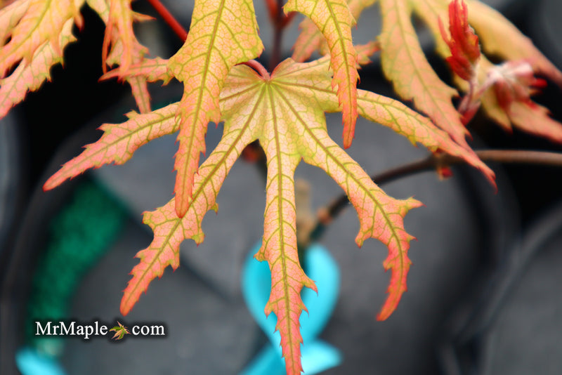 - Acer palmatum 'Strawberry Spring' Reticulated Japanese Maple - Mr Maple │ Buy Japanese Maple Trees