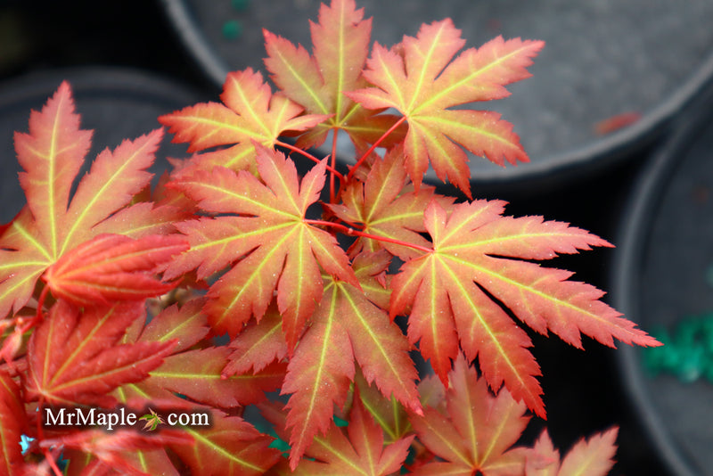- Acer palmatum 'Mila' Japanese Maple - Mr Maple │ Buy Japanese Maple Trees