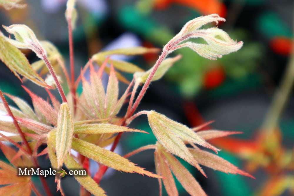 Acer palmatum 'Nicholsonii' Japanese Maple