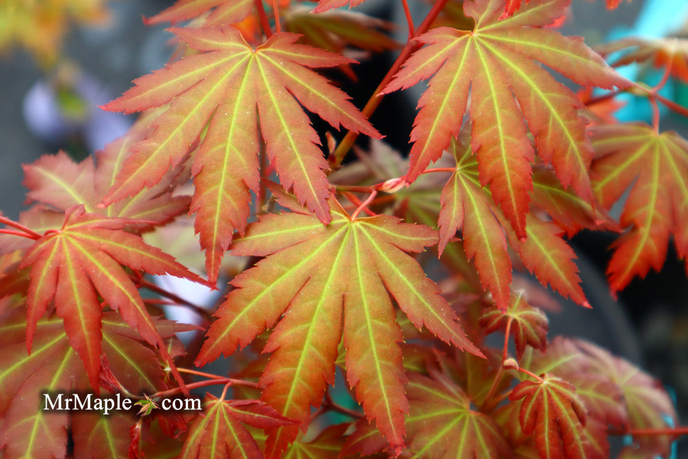 Acer palmatum 'Mila' Japanese Maple
