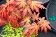 - Acer palmatum 'Mila' Japanese Maple - Mr Maple │ Buy Japanese Maple Trees