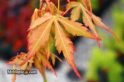 - Acer palmatum 'Fountain of Youth' Japanese Maple - Mr Maple │ Buy Japanese Maple Trees