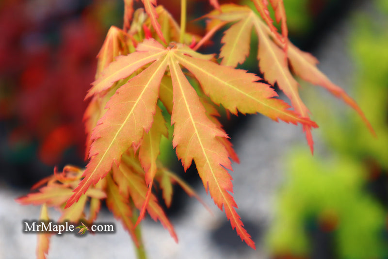 - Acer palmatum 'Fountain of Youth' Japanese Maple - Mr Maple │ Buy Japanese Maple Trees