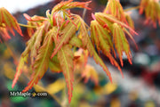 - Acer palmatum 'Fountain of Youth' Japanese Maple - Mr Maple │ Buy Japanese Maple Trees