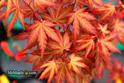 - Acer palmatum 'Mila' Japanese Maple - Mr Maple │ Buy Japanese Maple Trees