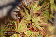 - Acer palmatum 'Koi' Dwarf Japanese Maple - Mr Maple │ Buy Japanese Maple Trees
