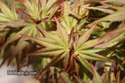 - Acer palmatum 'Koi' Dwarf Japanese Maple - Mr Maple │ Buy Japanese Maple Trees