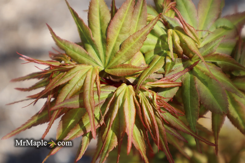 - Acer palmatum 'Koi' Dwarf Japanese Maple - Mr Maple │ Buy Japanese Maple Trees